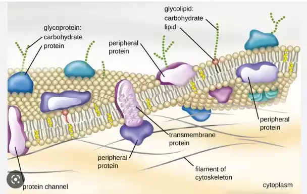 bagian sel Membran Sel
