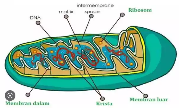 bagian sel Mitokondria