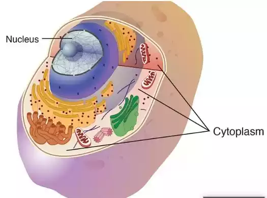 bagian sel Sitoplasma